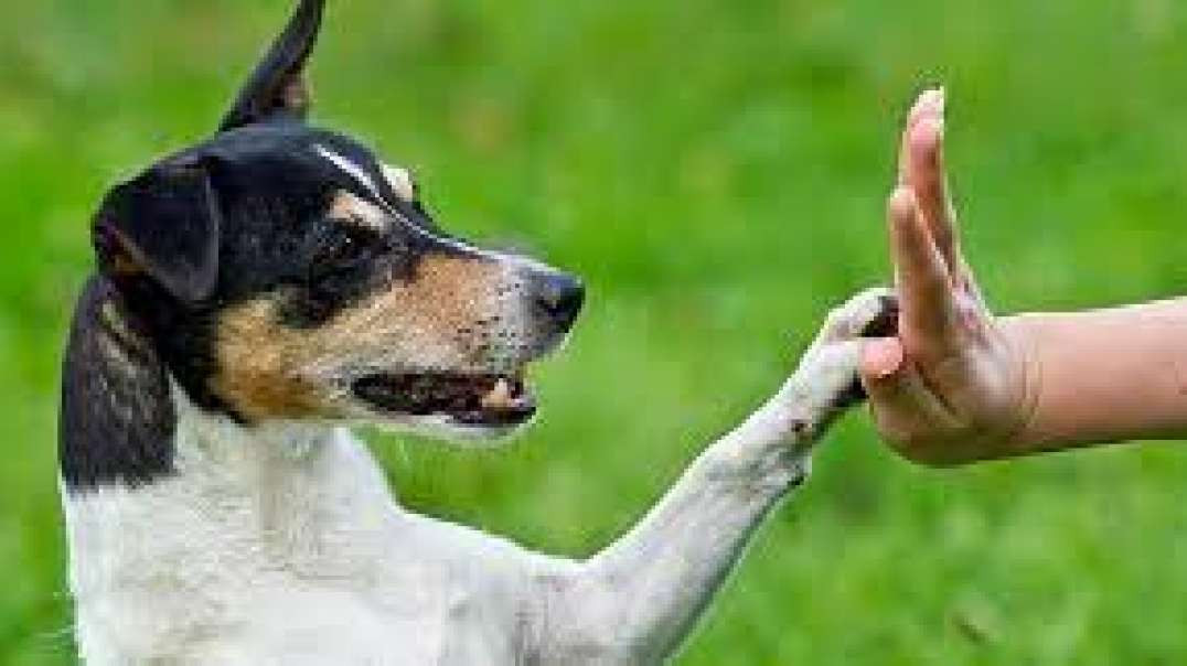 Boulder Dog Trainer